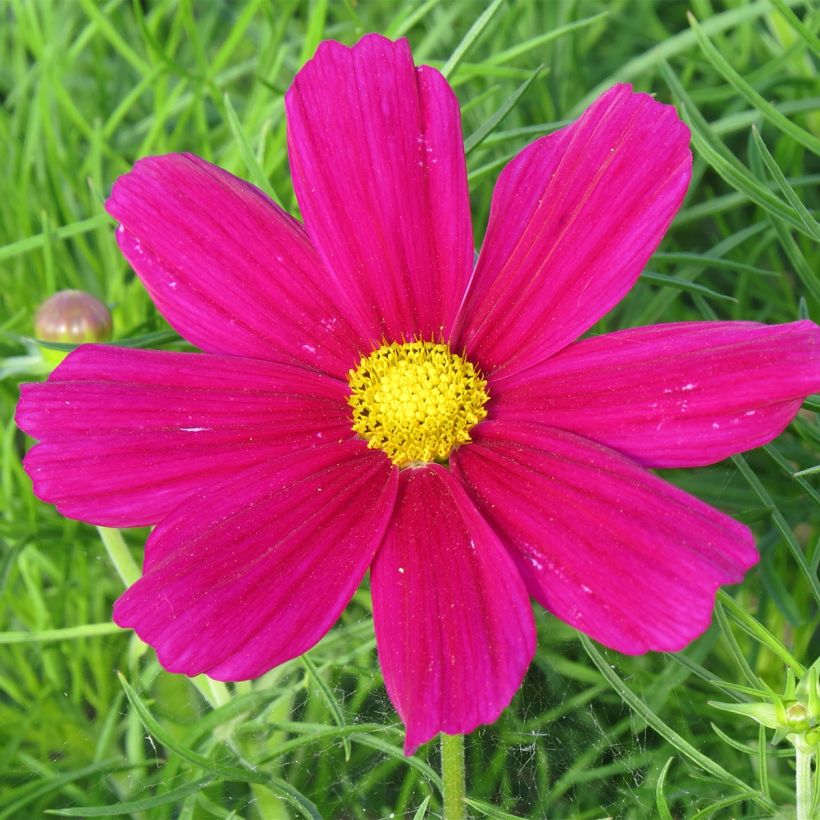Cosmos Royal Dwarf Carmine - Cosmea (Flowering)