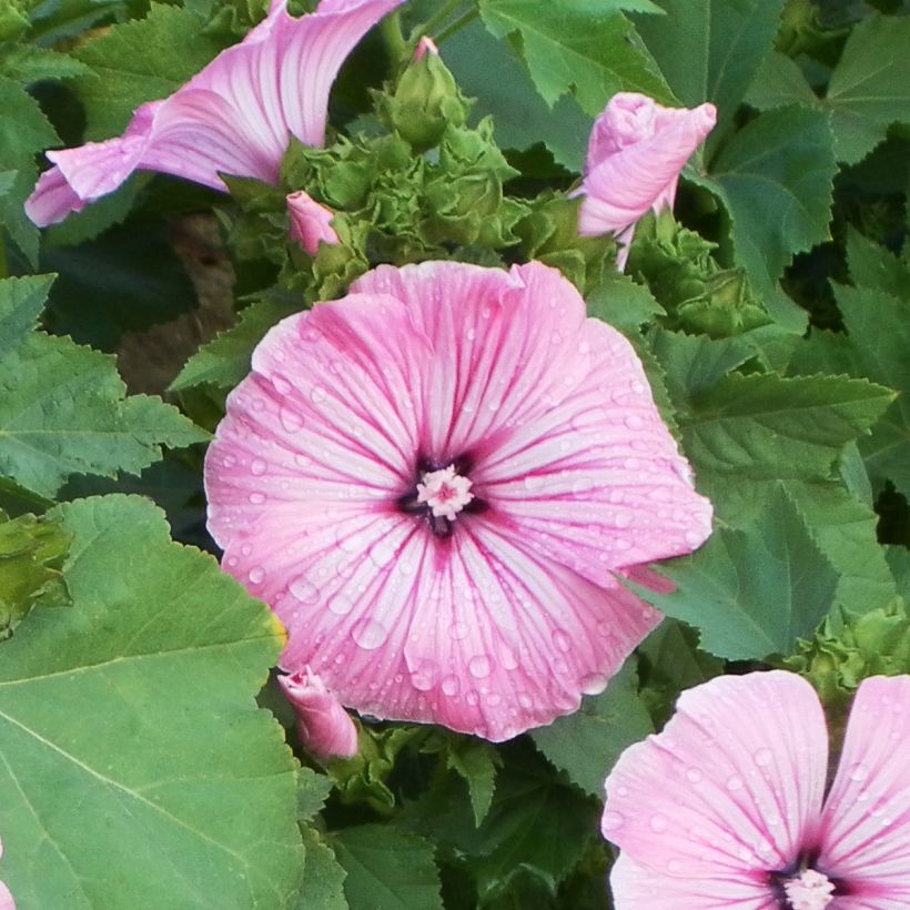 Lavatera trimestris Silver Cup - Malva regina (Flowering)