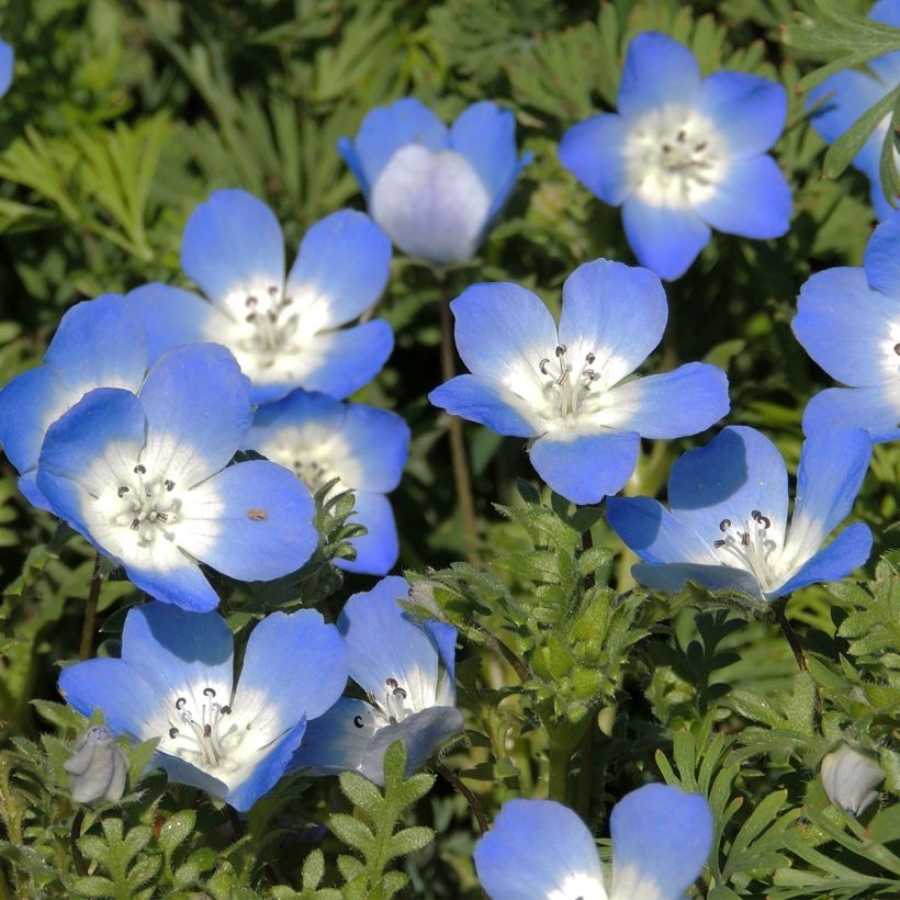 Nemophila menziesii Baby blue eyes (Fioritura)