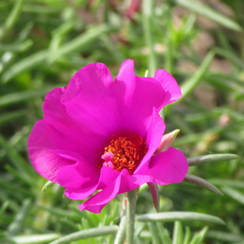 Portulaca grandiflora Single Ruby (Flowering)