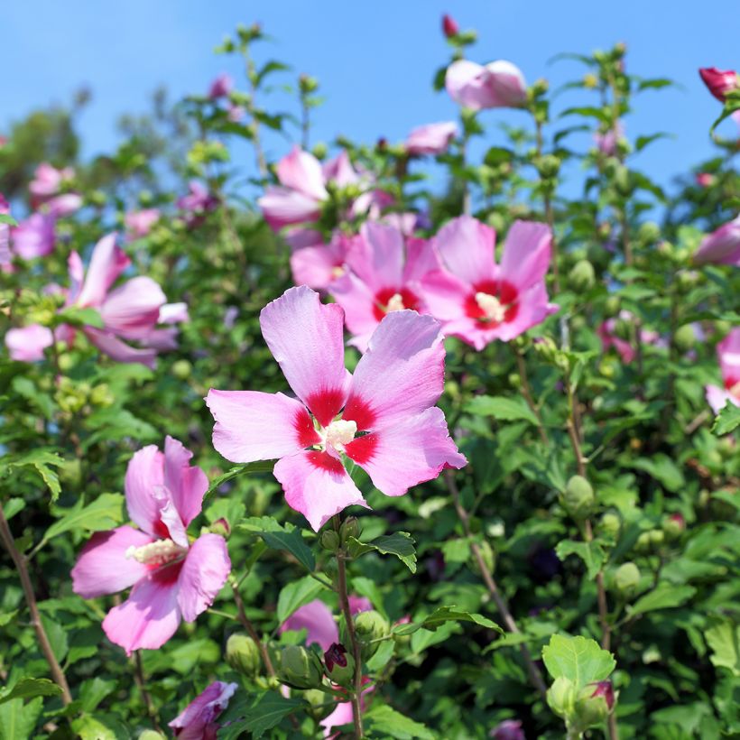 Hibiscus syriacus - Ibisco (semi) (Flowering)