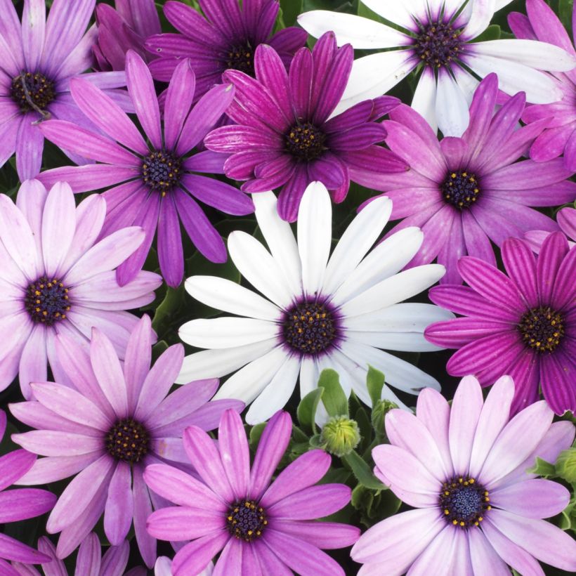 Osteospermum Passion Mixed (Flowering)