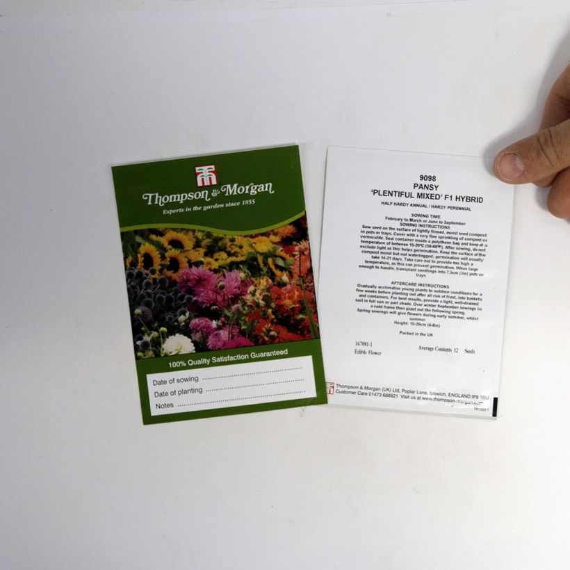 Esempio di esemplare Viola Plentifall Mixed Hybride F1 sacchetto di 12 semi circa come consegnato