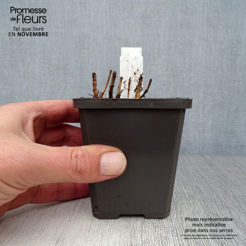 Esemplare di Gratiola officinalis - Graziella Vasetto da 8/9 cm come consegnato in autunno
