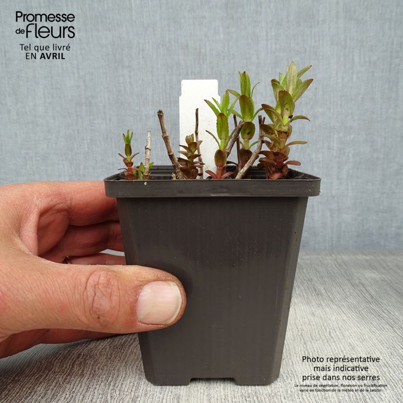 Gratiola officinalis - Graziella Vasetto da 8/9 cm esemplare consegnato in primavera