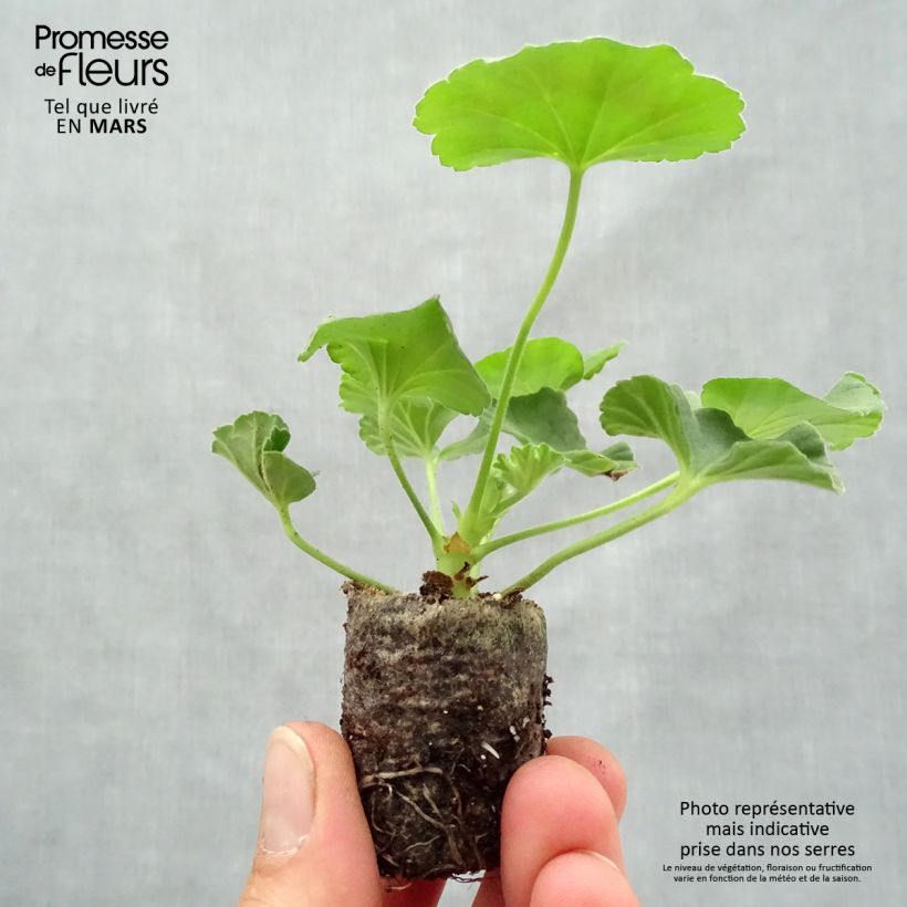 Geranio zonale Flic Flac Red Nova mini zolla... esemplare consegnato in primavera