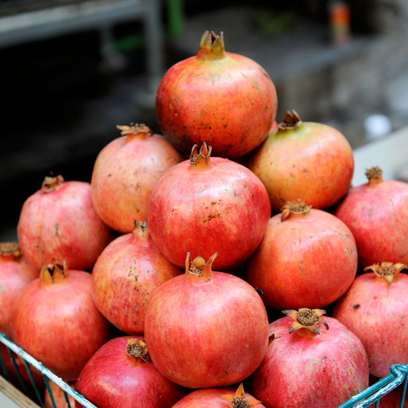 Punica granatum Acco - Melograno (Raccolta)