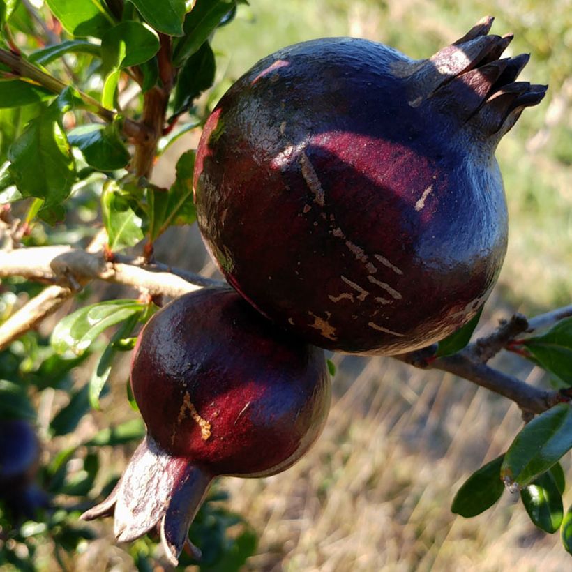 Grenadier à fruits - Punica granatum Asmar (Raccolta)