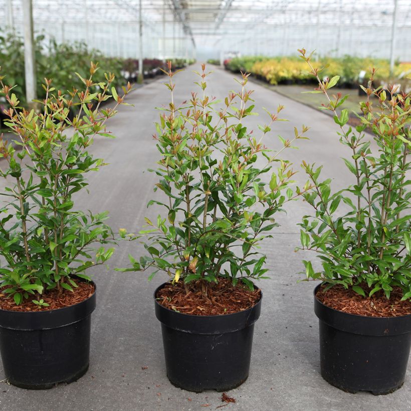 Melograno Favorite - Punica granatum (Porto)