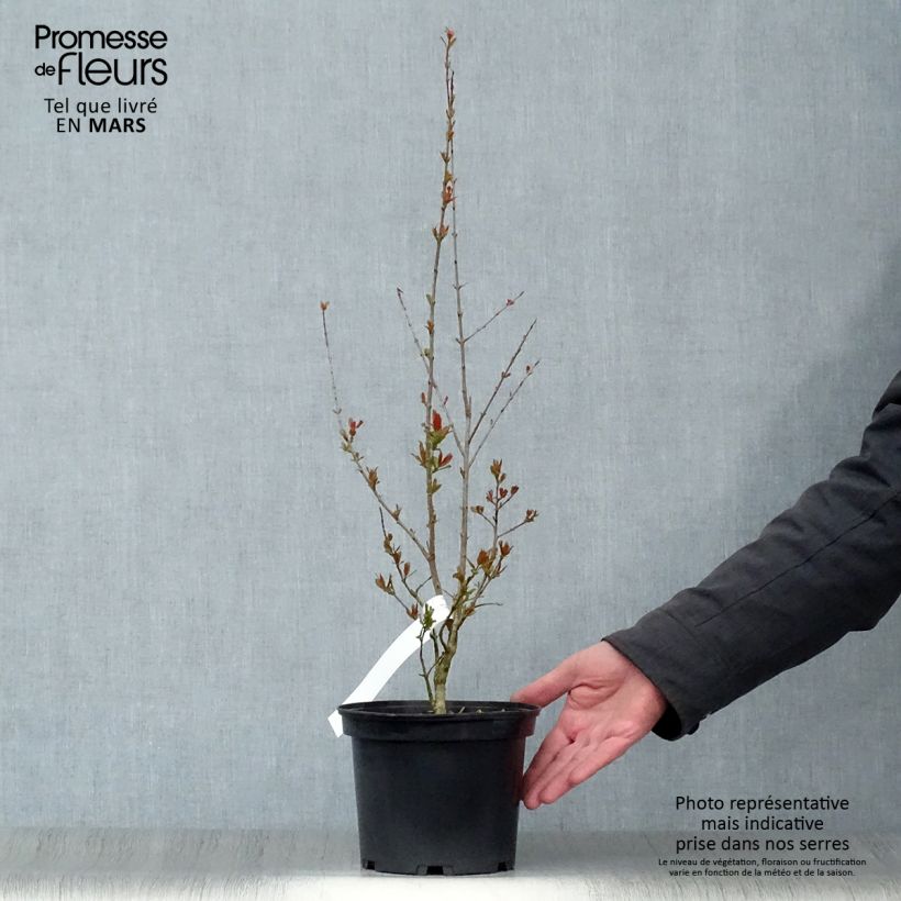 Punica granatum Maxima Rubra - Melograno Vaso da 2L/3L esemplare consegnato in primavera