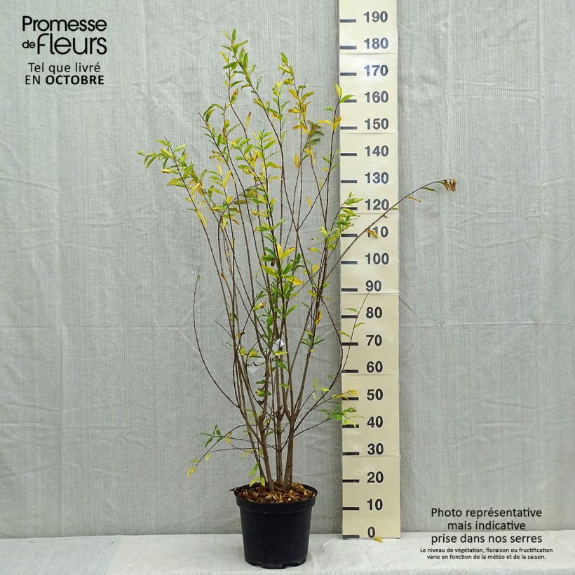 Esemplare di Melograno Plena - Punica granatum Vaso da 7,5L/10L, A cespuglio come consegnato in autunno