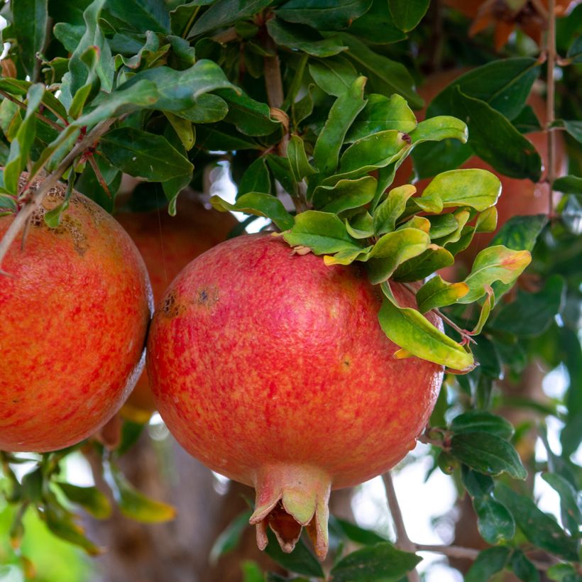 Melograno Dente di leone - Punica granatum (Harvest)