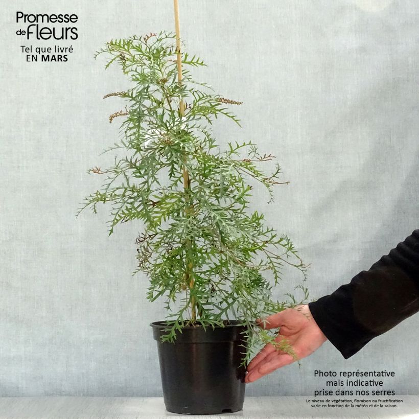 Example of Grevillea Bronze Rambler Vaso da 4L/5L as you get in printemps