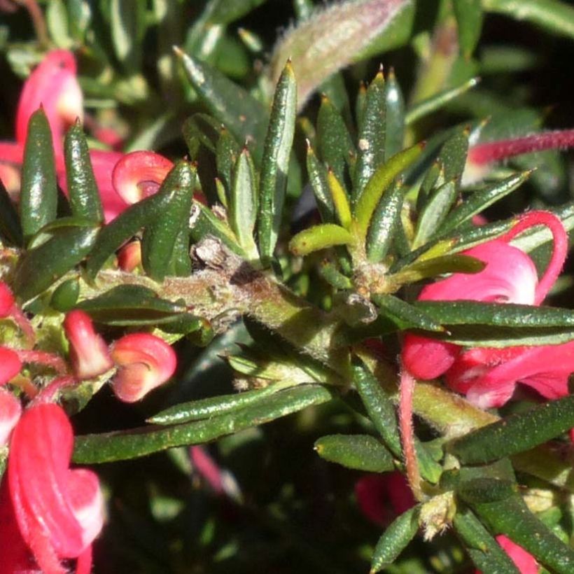 Grevillea Poorinda Rondeau (Fogliame)