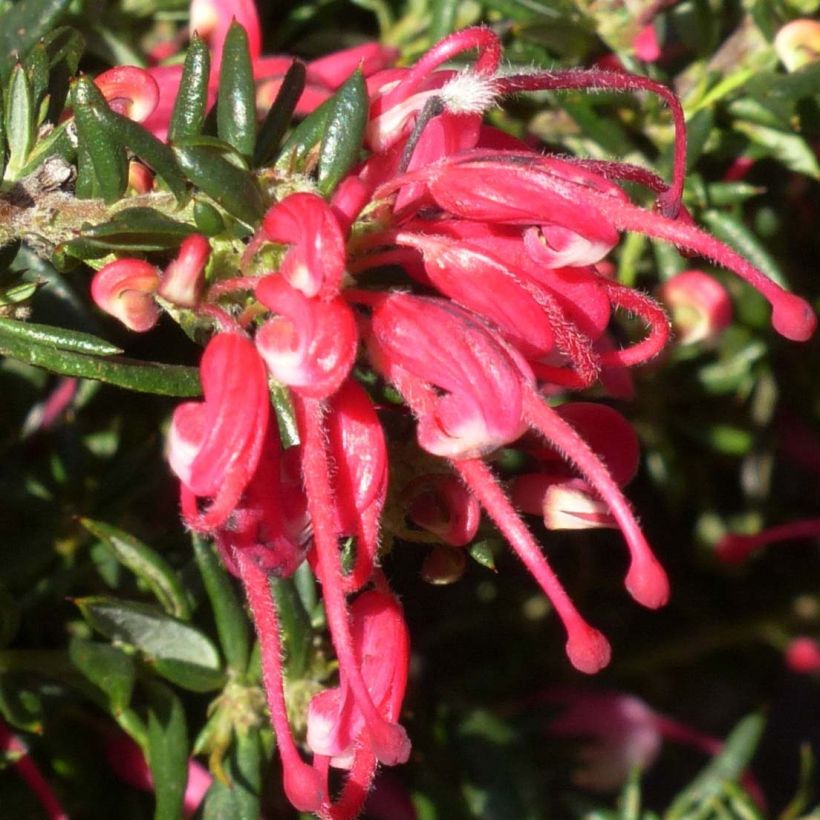 Grevillea Poorinda Rondeau (Fioritura)