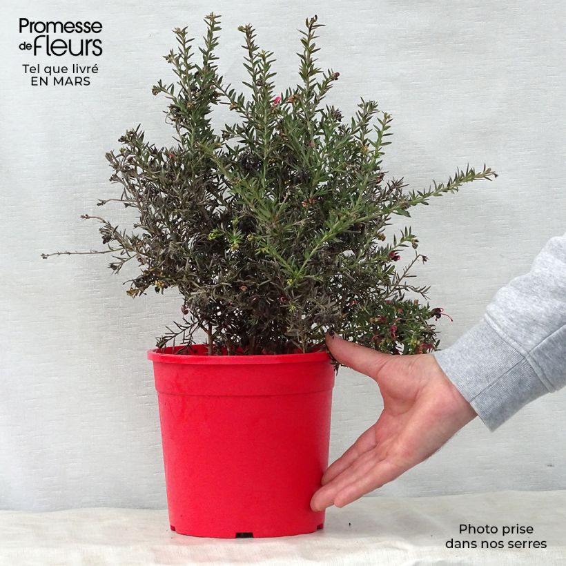Grevillea Poorinda Rondeau Vaso da 3L/4L, A cespuglio esemplare consegnato in primavera