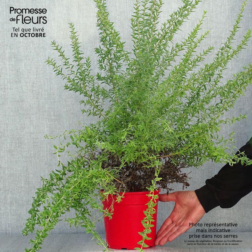 Esemplare di Grevillea Poorinda Rondeau Vaso da 3L/4L, A cespuglio come consegnato in autunno