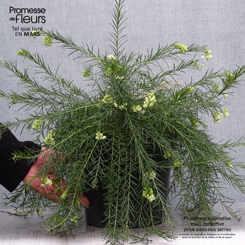 Grevillea gracilis Alba Vaso da 7,5L/10L esemplare consegnato in primavera