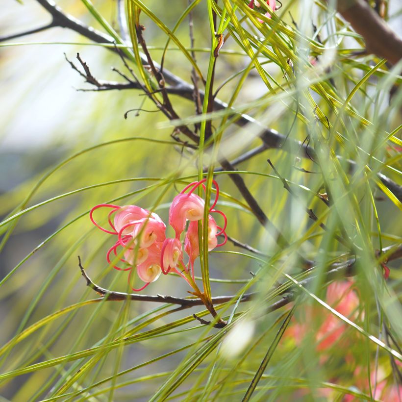 Grevillea johnsonii (Fogliame)