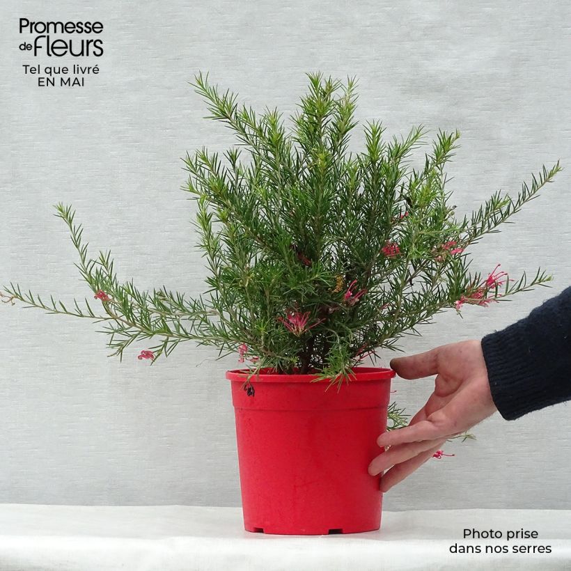 Example of Grevillea juniperina Vaso da 2L/3L as you get in printemps