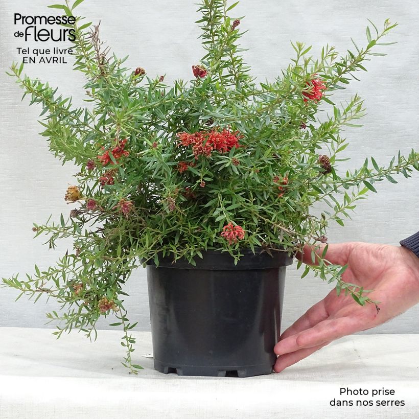 Grevillea juniperina New Blood Vaso da 2L/3L esemplare consegnato in primavera