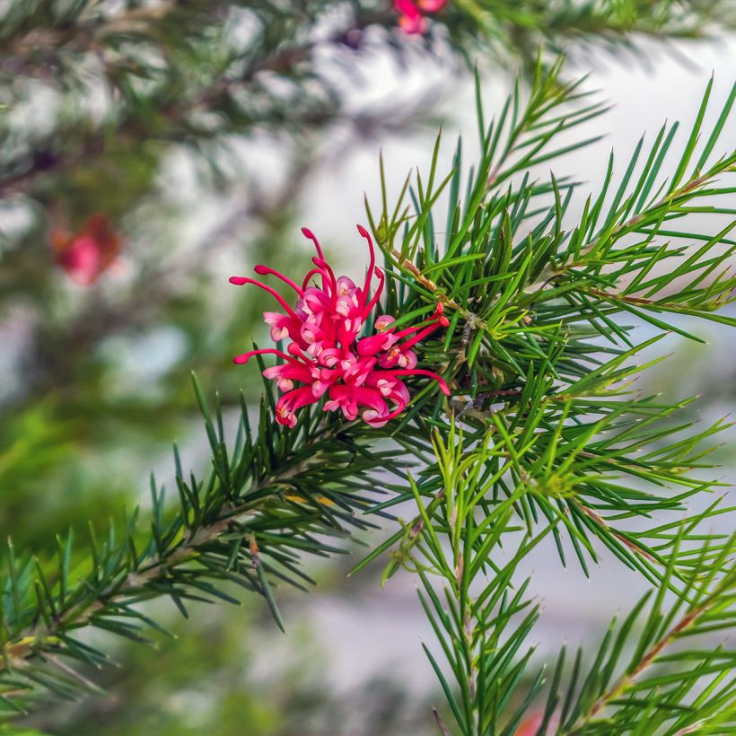 Grevillea juniperina (Foliage)