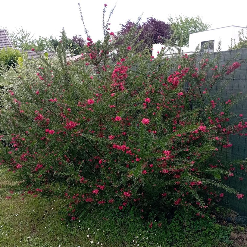 Grevillea juniperina (Plant habit)