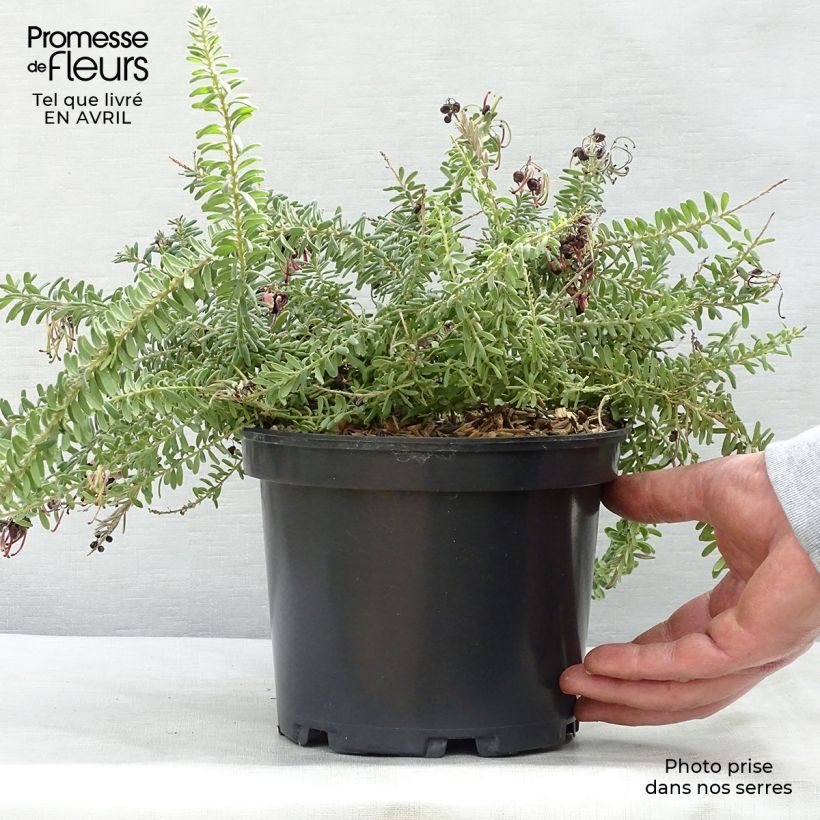 Example of Grevillea lanigera Tamboritha Vaso da 2L/3L as you get in printemps
