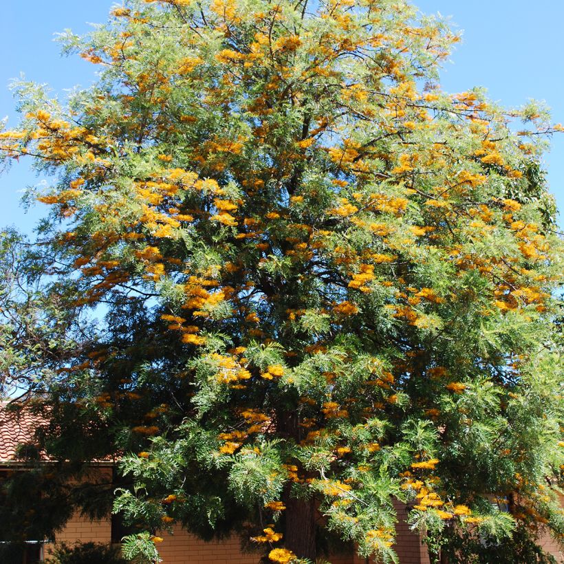 Grevillea robusta (Plant habit)