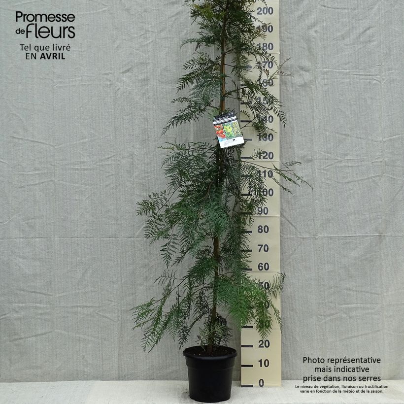 Grevillea robusta Vaso da 7,5L/10L esemplare consegnato in primavera