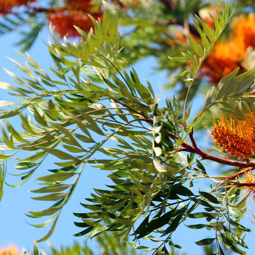 Grevillea robusta (Foliage)