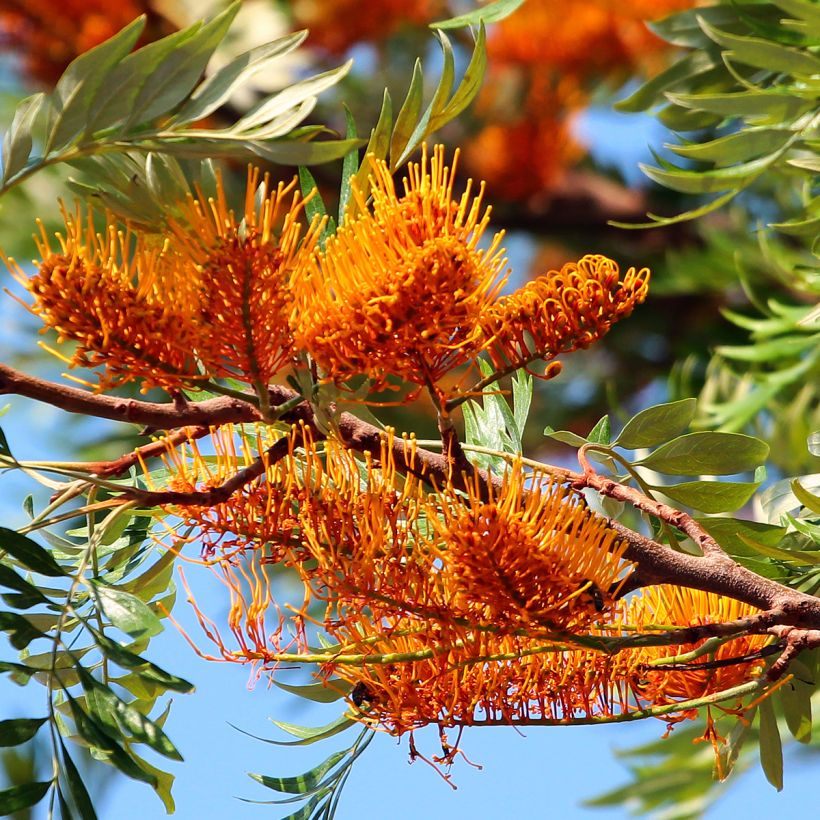 Grevillea robusta (Flowering)