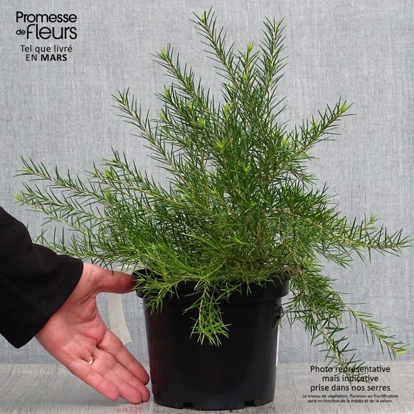 Example of Grevillea rosmarinifolia Vaso da 2L/3L as you get in printemps