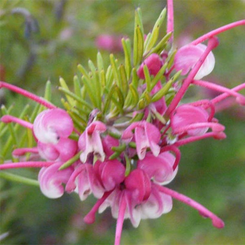 Grevillea rosmarinifolia Rosa Jenkinsii (Fioritura)