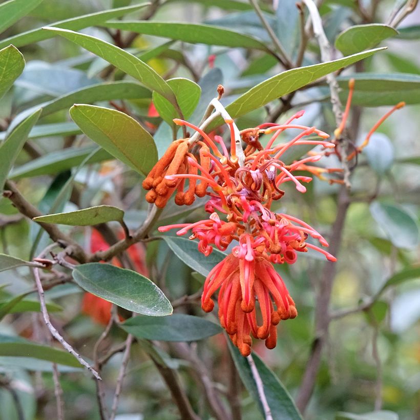 Grevillea victoriae (Flowering)