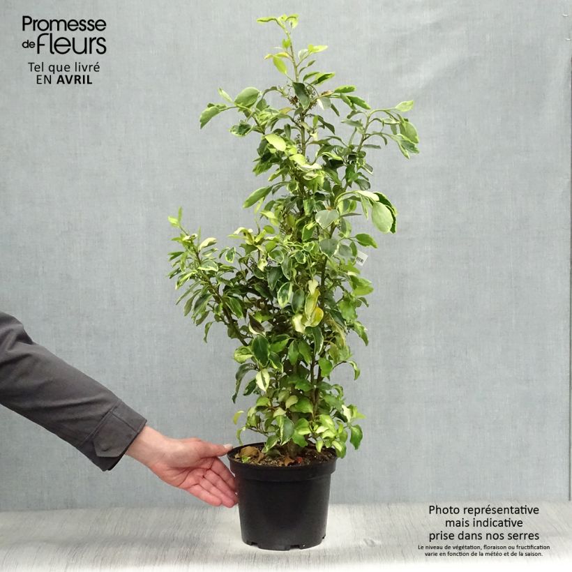 Griselinia littoralis Bantry Bay Vaso da 3L/4L esemplare consegnato in primavera