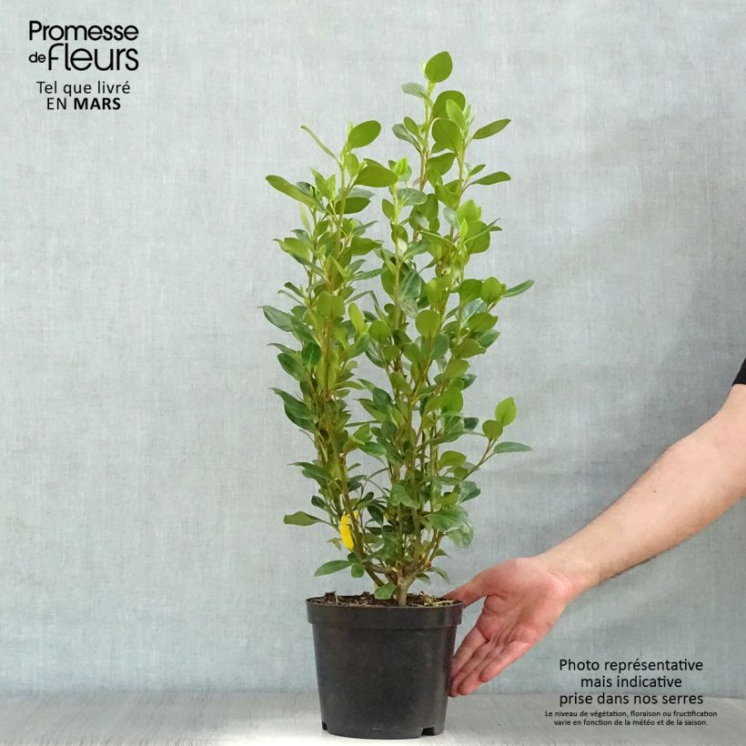 Example of Griselinia littoralis Green Horizon Vaso da 2L/3L as you get in printemps
