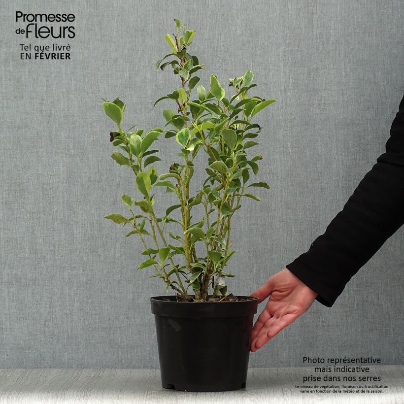 Griselinia littoralis Green Jewel Vaso da 4L/5L esemplare consegnato in inverno