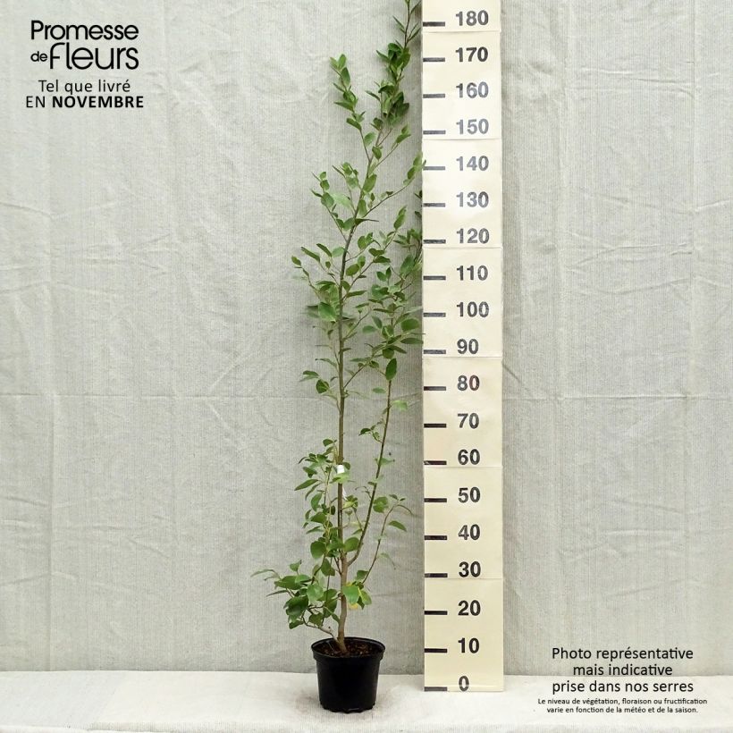 Esemplare di Griselinia littoralis Vaso da 2L/3L come consegnato in autunno