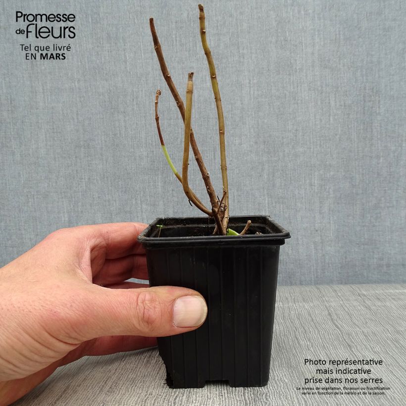 Example of Plectranthus fragrantissimum amboinicus - Origano cubano Vasetto da 8/9 cm as you get in printemps