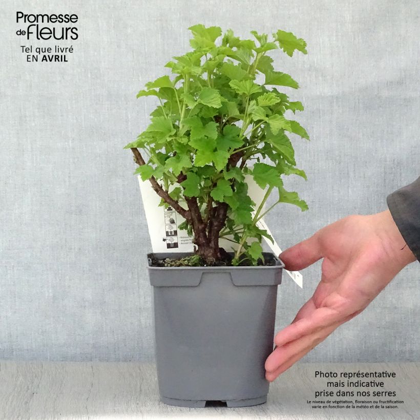 Example of Ribes rosso Red Lake Améliorée Vaso da 2L/3L, A cespuglio as you get in printemps