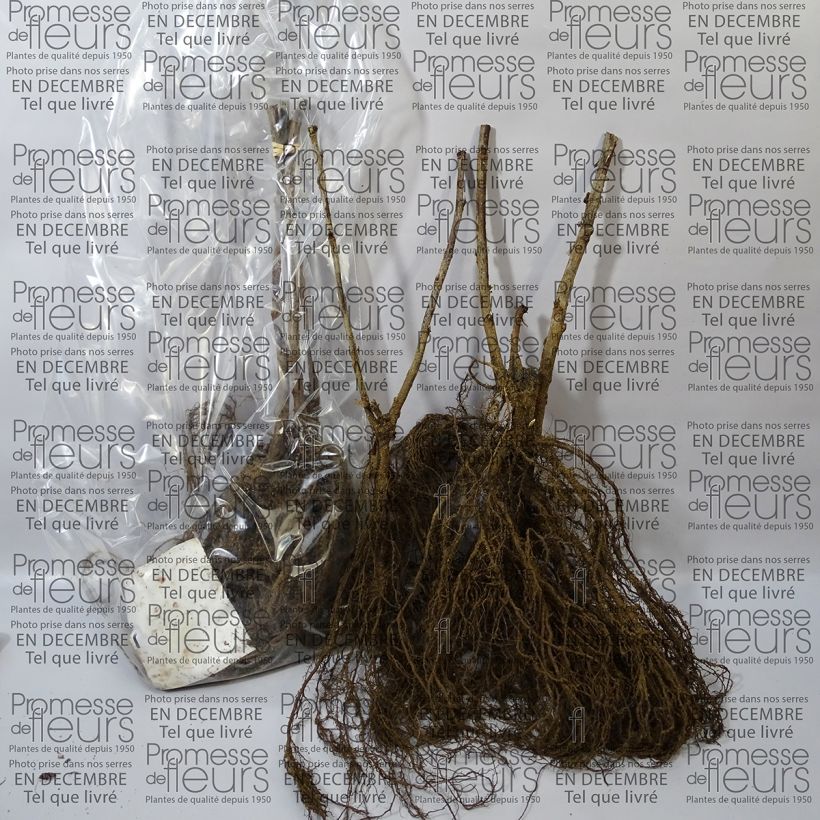 Example of Ribes bianco Blanka Piante piccole a radice nuda as you get