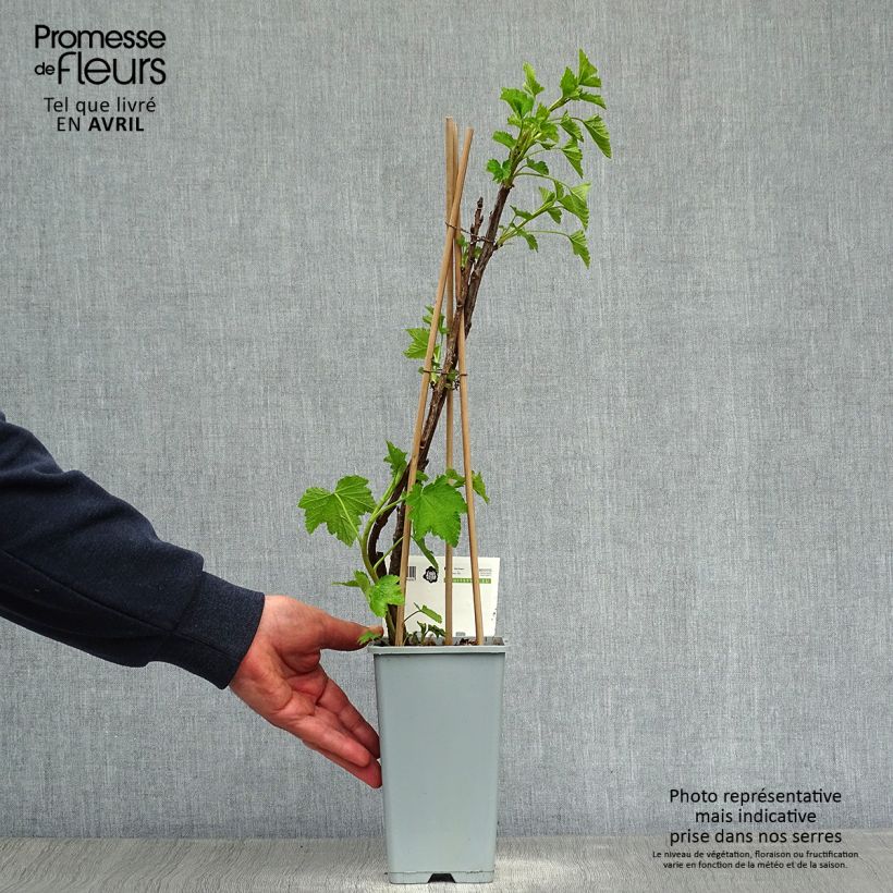 Example of Ribes rosso Jonkheer van Tets Vaso da 1,5L/2L, A cespuglio as you get in printemps