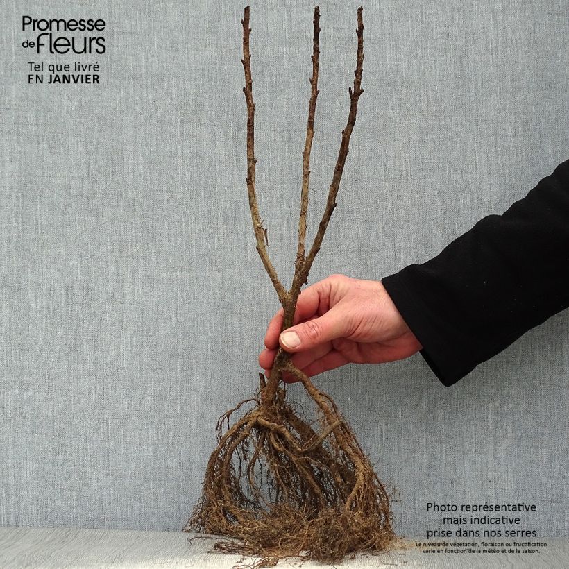 Ribes rosso Junifer Piante piccole a radice nuda, A cespuglio esemplare consegnato in inverno