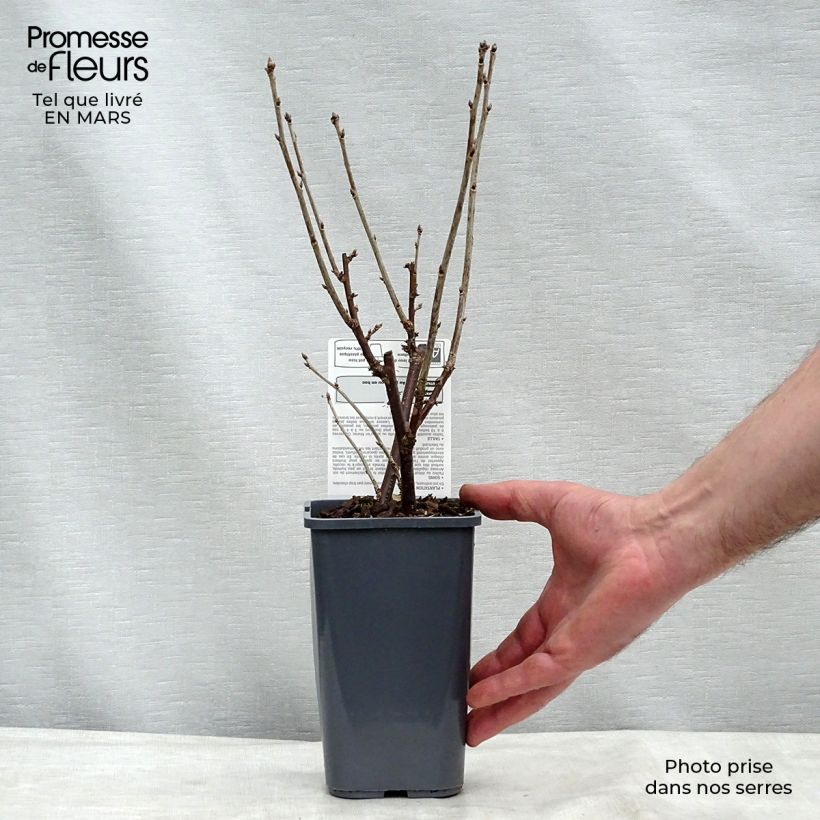 Ribes rosso London Market Bio Vaso da 1,5L/2L, A cespuglio esemplare consegnato in primavera