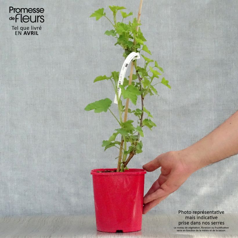 Example of Ribes rosso London Market Vaso da 1,5L/2L as you get in printemps