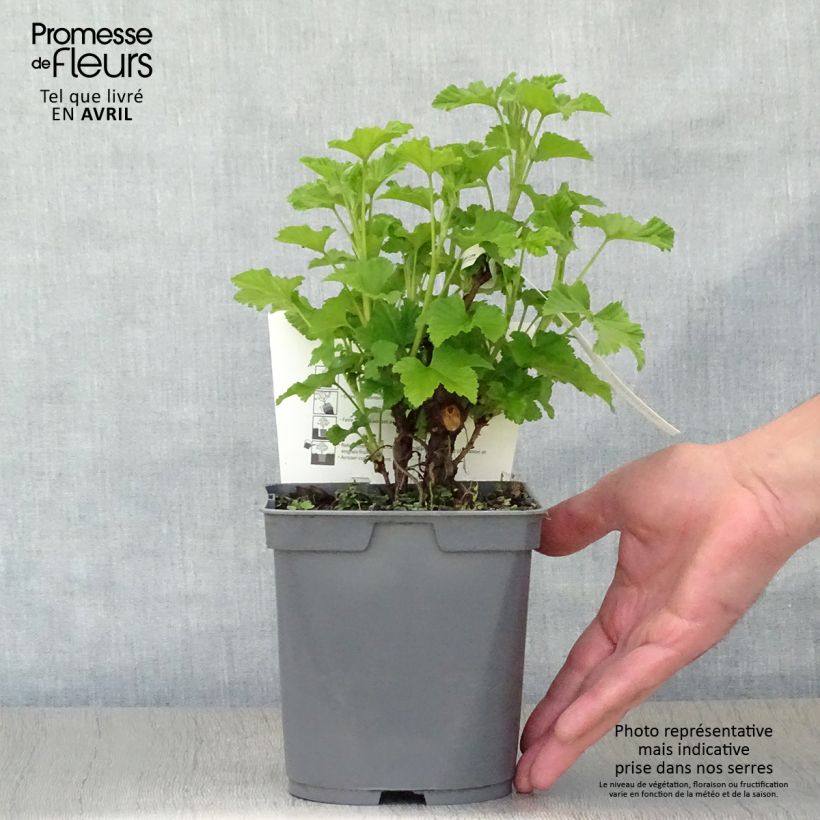 Ribes rosso Rovada Vaso da 1,5L/2L, A cespuglio esemplare consegnato in primavera