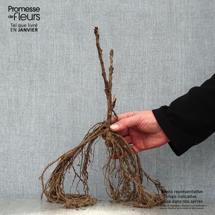 Ribes rosso Rovada Piante piccole a radice nuda esemplare consegnato in inverno