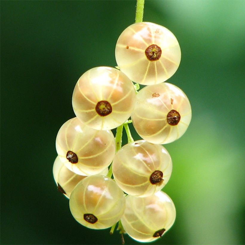 Ribes bianco Versailles Blanche (Harvest)