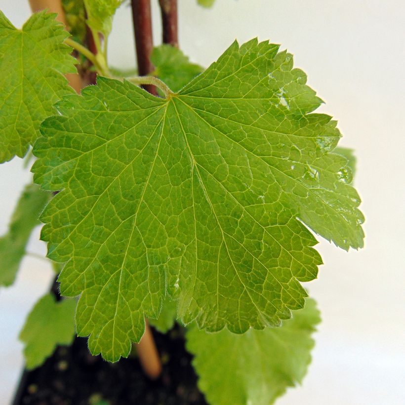 Ribes bianco Versailles Blanche (Foliage)
